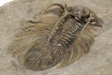 Rare, Spiny Kolihapeltis Trilobite - Atchana, Morocco #193681-5